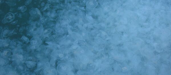 Медузы в бухте Балаклавы - 俄罗斯卫星通讯社