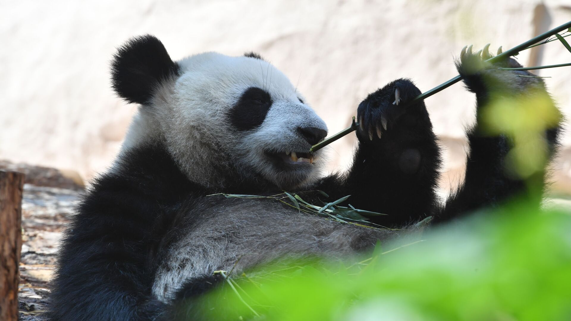 中國大使館代表團參觀莫斯科動物園並向大熊貓贈送畫架 - 俄羅斯衛星通訊社, 1920, 28.07.2023