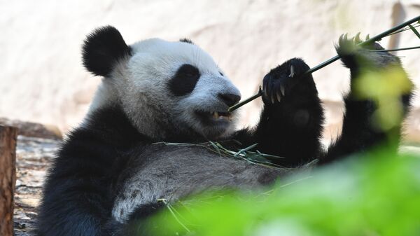 Большая панда, переданная Китаем Московскому зоопарку, в павильоне Фауна Китая - 俄羅斯衛星通訊社