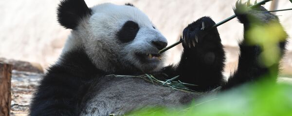 Большая панда, переданная Китаем Московскому зоопарку, в павильоне Фауна Китая - 俄罗斯卫星通讯社