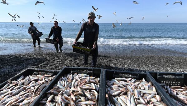 俄罗斯5月份经珲春对华出口鱼类产品同比增长6倍 - 俄罗斯卫星通讯社