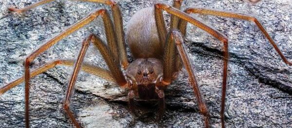 澳大利亞推出蜘蛛和蛇識別軟件 - 俄羅斯衛星通訊社