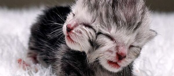 Котенок с 2мя головами Котенок с 2мя головами - 俄羅斯衛星通訊社