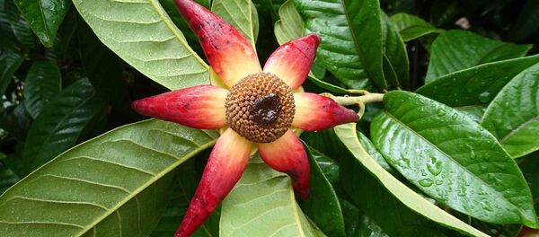 Цветок Uvaria grandiflora - 俄罗斯卫星通讯社