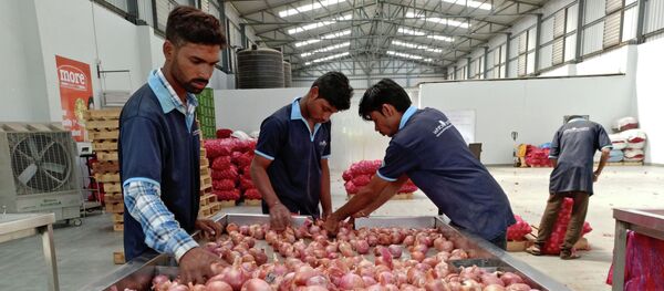 Лук в Индии Лук в Индии - 俄罗斯卫星通讯社