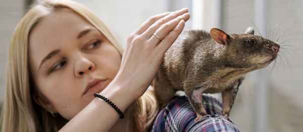 岡比亞巨鼠知多少:老鼠——2020年的生肖 岡比亞巨鼠知多少:老鼠——2020年的生肖 - 俄羅斯衛星通訊社