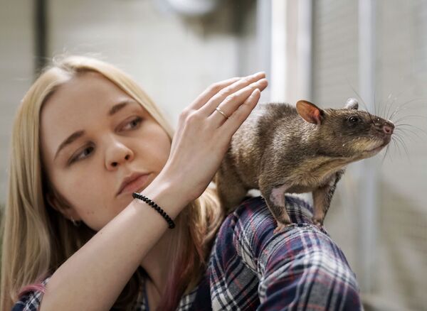 Жена зоолога Евгения Рыбалтовского Марина с Гигантской крысой Гамби в городе Всеволожске - 俄羅斯衛星通訊社