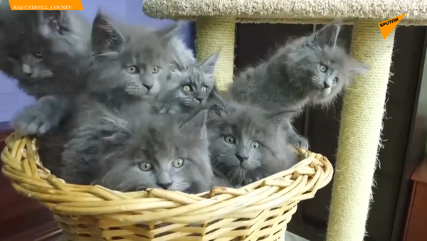 В соцсетях появился новый тренд - коты с человеческими мордочками  - 俄羅斯衛星通訊社