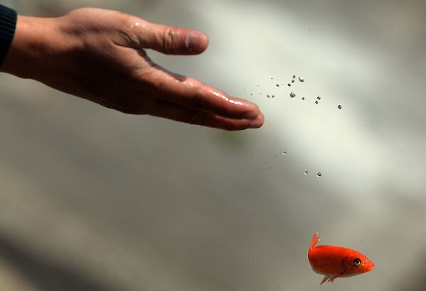 世界各國的新年傳統 - 俄羅斯衛星通訊社