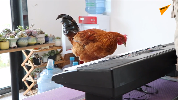震驚！公雞彈鋼琴 - 俄羅斯衛星通訊社