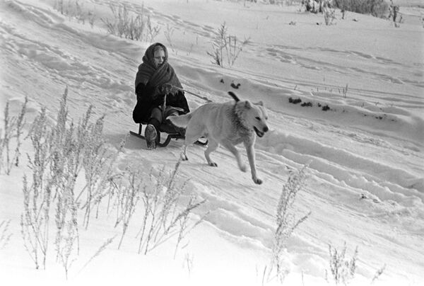 Собака везет девочку на санках, 1971 год - 俄羅斯衛星通訊社