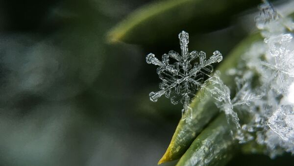 Снежинка на траве - 俄罗斯卫星通讯社