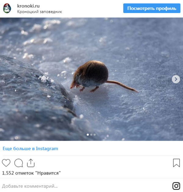堪察加自然保护区公布罕见鼩鼱照片 - 俄罗斯卫星通讯社