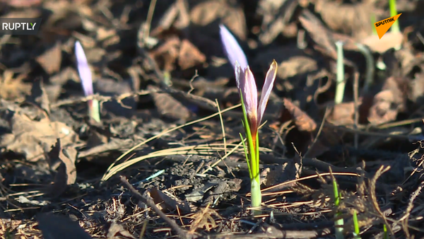В Москве зацвели цветы - 俄羅斯衛星通訊社
