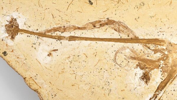 В коллекции Музея естествознания в Берлине исследователи нашли окаменелости полностью сохранившейся лилии, возраст которой достигает 115 миллионов лет - 俄罗斯卫星通讯社