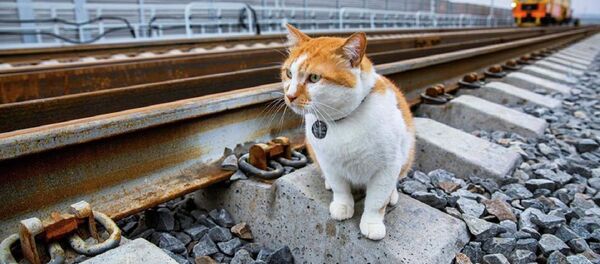 “监工猫”小桥巡视克里米亚大桥铁路部分 “监工猫”小桥巡视克里米亚大桥铁路部分 - 俄罗斯卫星通讯社