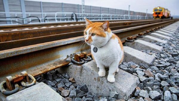 “监工猫”小桥巡视克里米亚大桥铁路部分 - 俄罗斯卫星通讯社