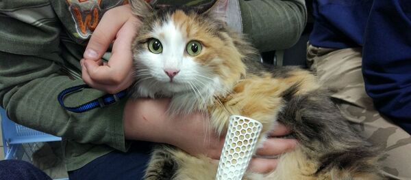 Гипс, напечатанный на 3D-принтере  - 俄罗斯卫星通讯社