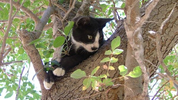 Кошка на дереве - 俄罗斯卫星通讯社