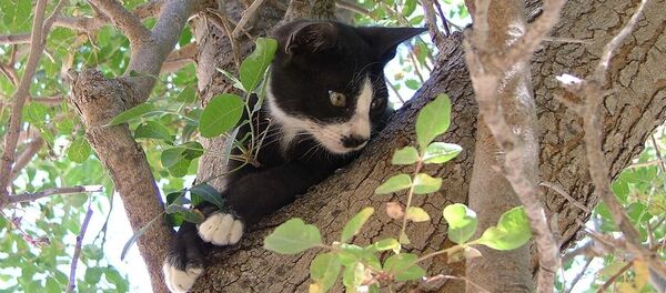 Кошка на дереве - 俄羅斯衛星通訊社