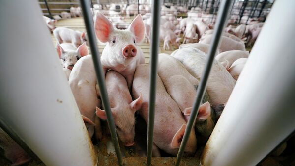 俄罗斯农业集团在新冠疫情限制解除后或重拾在中国创建养猪综合体的想法 - 俄罗斯卫星通讯社
