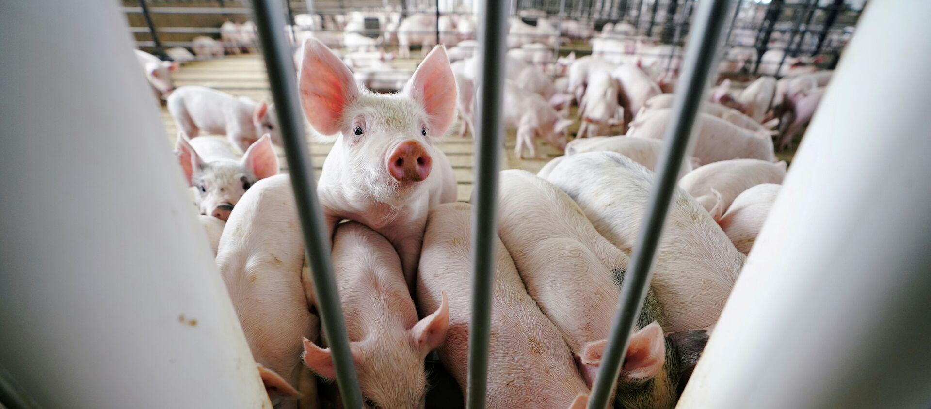 俄羅斯農業集團在新冠疫情限制解除後或重拾在中國創建養豬綜合體的想法 - 俄羅斯衛星通訊社, 1920, 02.09.2021