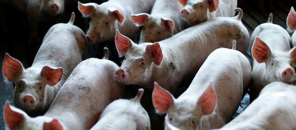 Свиньи в загоне - 俄羅斯衛星通訊社