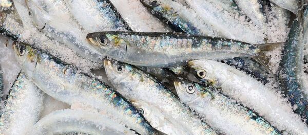 Сардина - 俄罗斯卫星通讯社