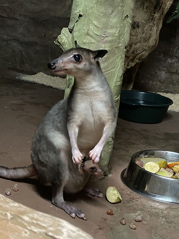 袋鼠在下诺夫哥罗德动物园出生四个月后现身 - 俄罗斯卫星通讯社