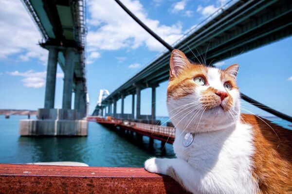 蹿红网上的猫咪 - 俄罗斯卫星通讯社