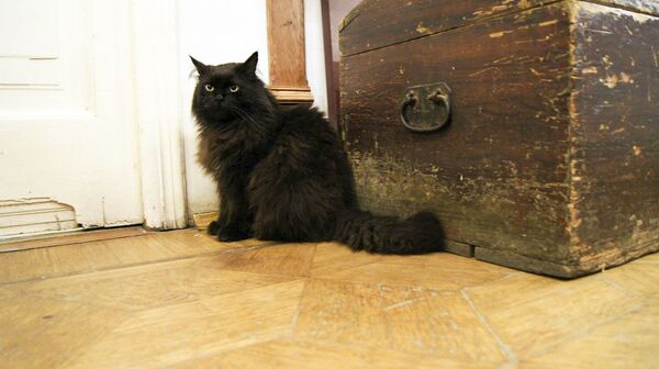 蹿红网上的猫咪 - 俄罗斯卫星通讯社