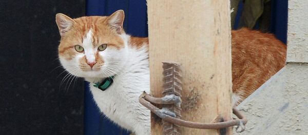 Кот Мостик (на главную) - 俄羅斯衛星通訊社