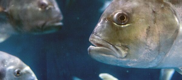 Рыба карп - 俄羅斯衛星通訊社