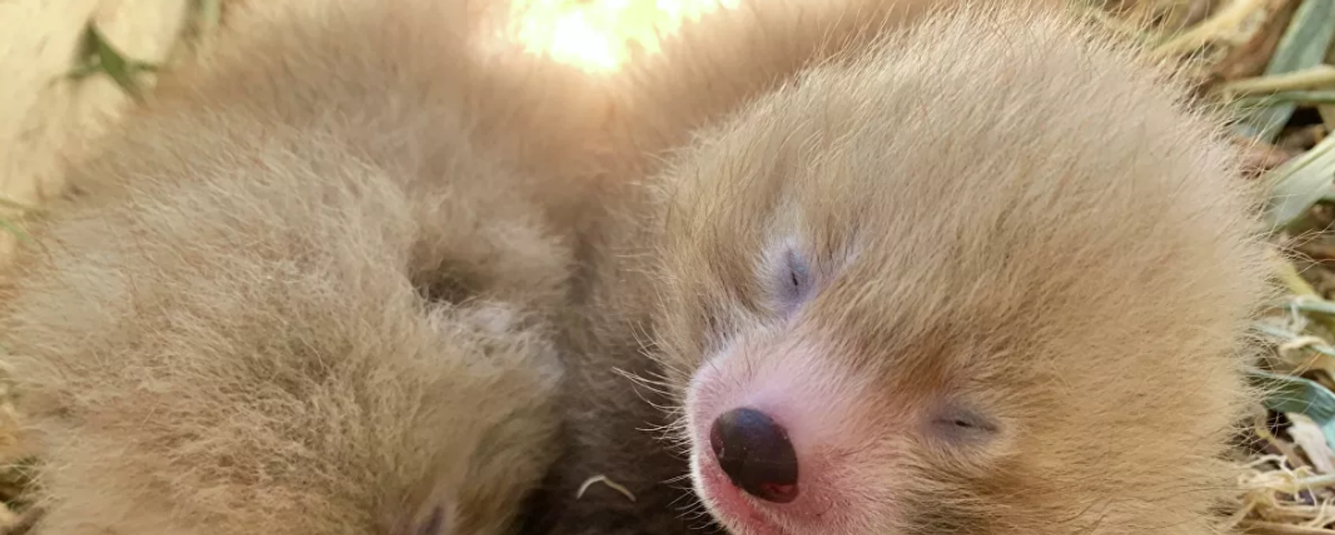 澳洲一動物園一周內兩種瀕危動物生下雙胞胎 - 俄羅斯衛星通訊社, 1920, 02.03.2020