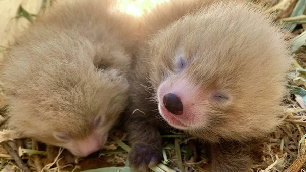 澳洲一動物園一周內兩種瀕危動物生下雙胞胎 澳洲一動物園一周內兩種瀕危動物生下雙胞胎 - 俄羅斯衛星通訊社