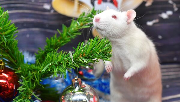 Крыса по кличке Пухляш под новогодней елкой в одном из магазинов сети Бетховен, Москва - 俄羅斯衛星通訊社