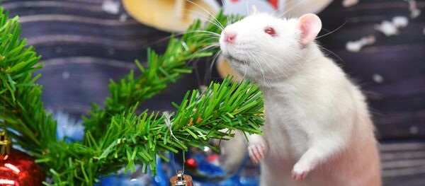 Крыса по кличке Пухляш под новогодней елкой в одном из магазинов сети Бетховен, Москва - 俄羅斯衛星通訊社