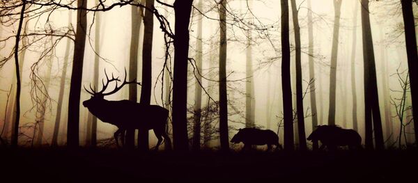 Силуэты лося и кабанов в лесу - 俄罗斯卫星通讯社