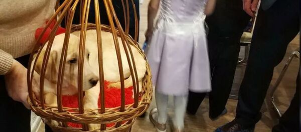 Семья Папановых получила подарок от имени Президента РФ - щенка золотистого ретривера - 俄罗斯卫星通讯社