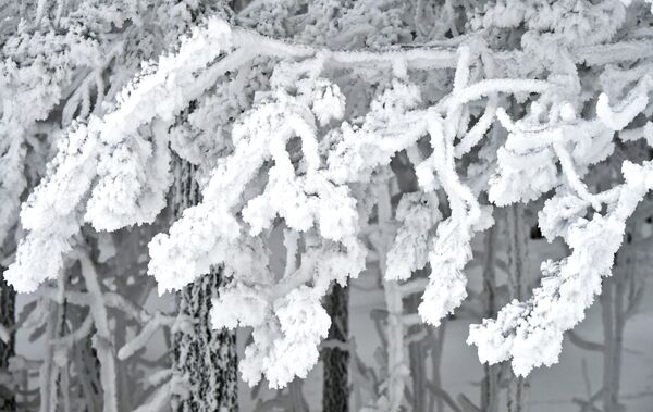 叶尼塞河畔童话般的雪景 - 俄罗斯卫星通讯社