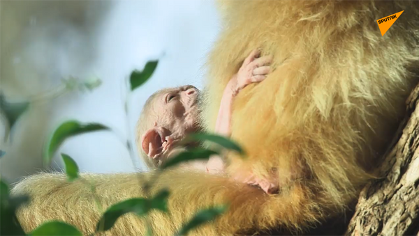 一只白掌长臂猿幼崽在维也纳出生 - 俄罗斯卫星通讯社