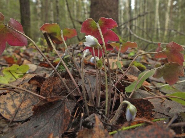 莫斯科新年：外国客人采访录 - 俄罗斯卫星通讯社