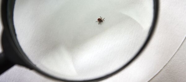 12歲男孩在聖誕節玩放大鏡 燒毀整個屋前草坪 12歲男孩在聖誕節玩放大鏡 燒毀整個屋前草坪 - 俄羅斯衛星通訊社