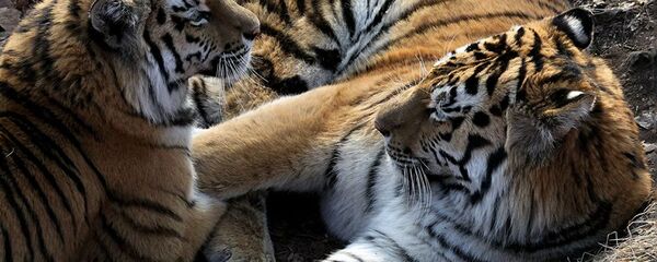 Амурские тигры в вольере - 俄羅斯衛星通訊社