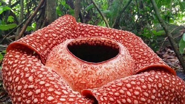 В Индонезии обнаружен самый большой цветок в мире - 俄罗斯卫星通讯社
