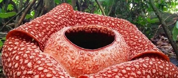 В Индонезии обнаружен самый большой цветок в мире В Индонезии обнаружен самый большой цветок в мире - 俄羅斯衛星通訊社