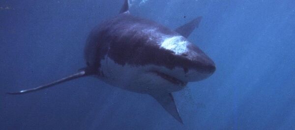 Большая белая акула Большая белая акула - 俄罗斯卫星通讯社