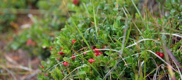 брусника - 俄罗斯卫星通讯社