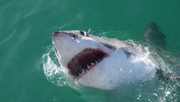 西班牙海岸附近发现巨型鲨鱼 - 俄罗斯卫星通讯社