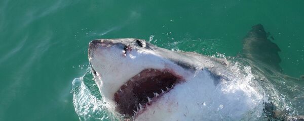 西班牙海岸附近发现巨型鲨鱼 - 俄罗斯卫星通讯社